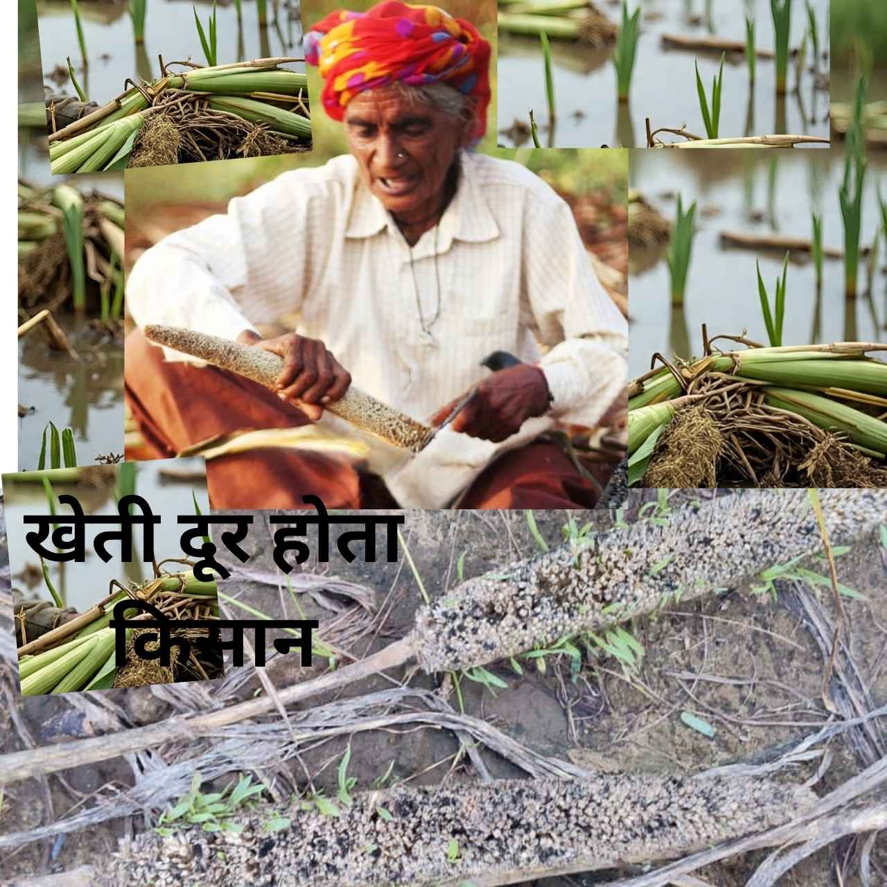 pmfby के फसल नुकसान का मुआवजा लेने के लिए किसान जागरूकता जरूरी हैं फसल कटाई के दौरान ख़राब फसल का क्लेम करना जरूरी होता है