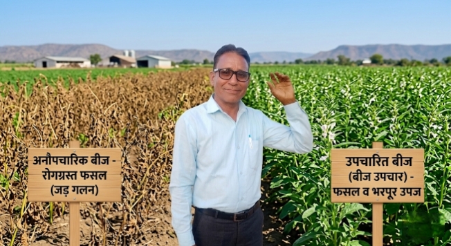 तिल की रोग ग्रसित फसल और बीज उपचारित फसल में तुलना की गयी 