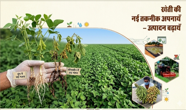 मुंग एंव सोयाबीन की जड़ गलन राग ग्रसित फसल और उपचारित फसल की तुलनात्मक फोटो 