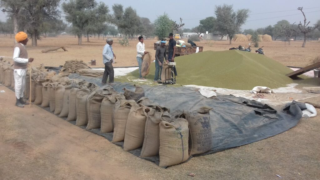 उत्पाद संगठन के सदस्यों और गैर- सदस्यो का फसल एकत्र कर साफ सफाई करके बल्क में बड़ी कम्पनियों को बेचने का फोटो