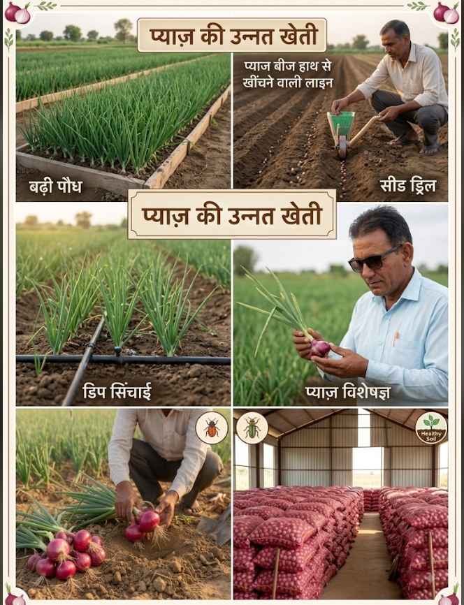 प्याज की मुख्य पाँच तकनीकों के पूर्ण रूप से ध्यान मे रखकर किसान समृद्ध बन सकता है