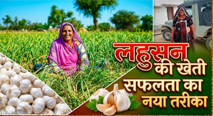 लहसुन की खेती से उच्च गुणवत्ता और अधिक मात्रा में उत्पादन लेने के लिए बेवसाइड का अवलोकन और पूर्व अनुभव के आधार पर उच्च तकनींको का प्रयोग करके किसान समृद्ध बन सकता है